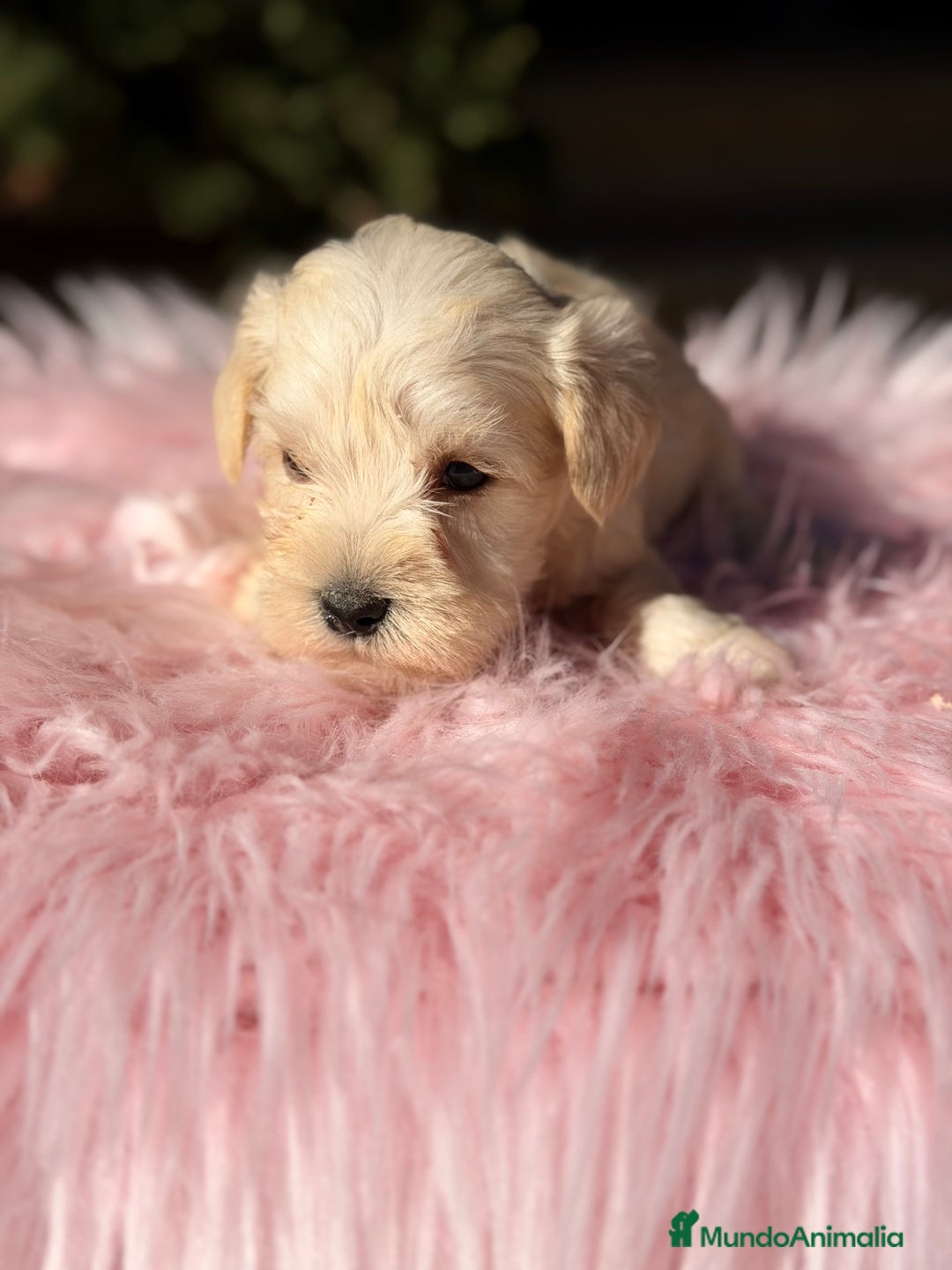 Schnauzer Miniatura perros en venta: Schnauxer miniatura blanca  - Anuncio 3