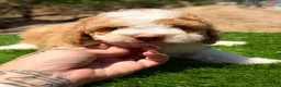 Perro de Agua Español perros en venta: Perro de agua español  - Anuncio 13