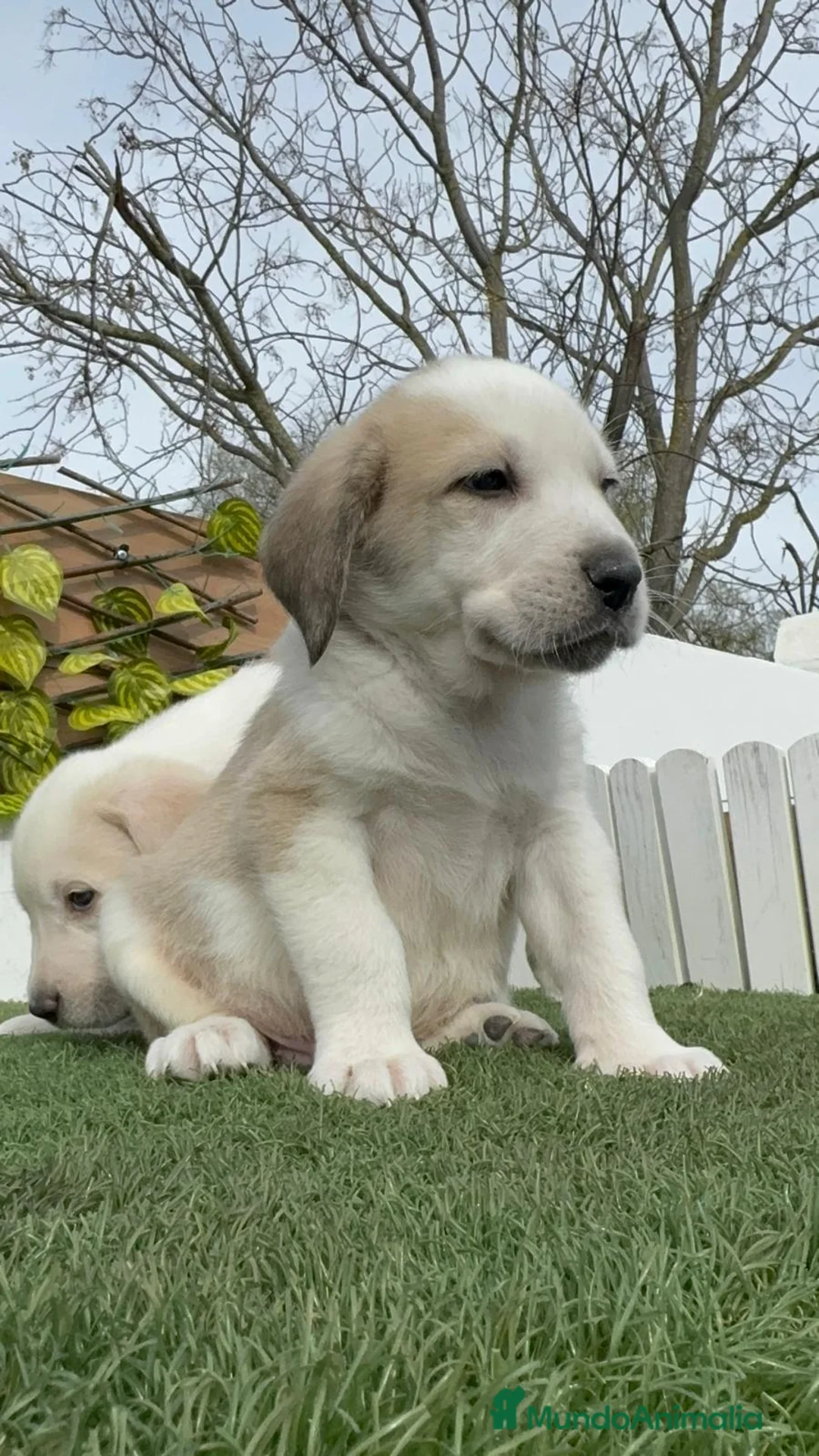 Mastín Español perros en venta: MASTIN ESPAÑOL - Anuncio 19