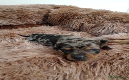Teckel perros en venta: Teckel arlequin  - Imagen 2