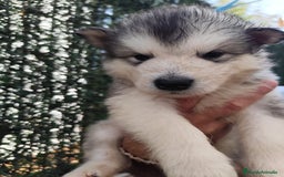 Alaskan Malamute perros en venta: Alaskan Malamute - Imagen 1