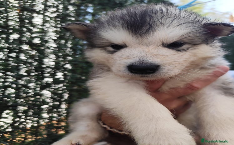 Alaskan Malamute perros - Anuncio 3