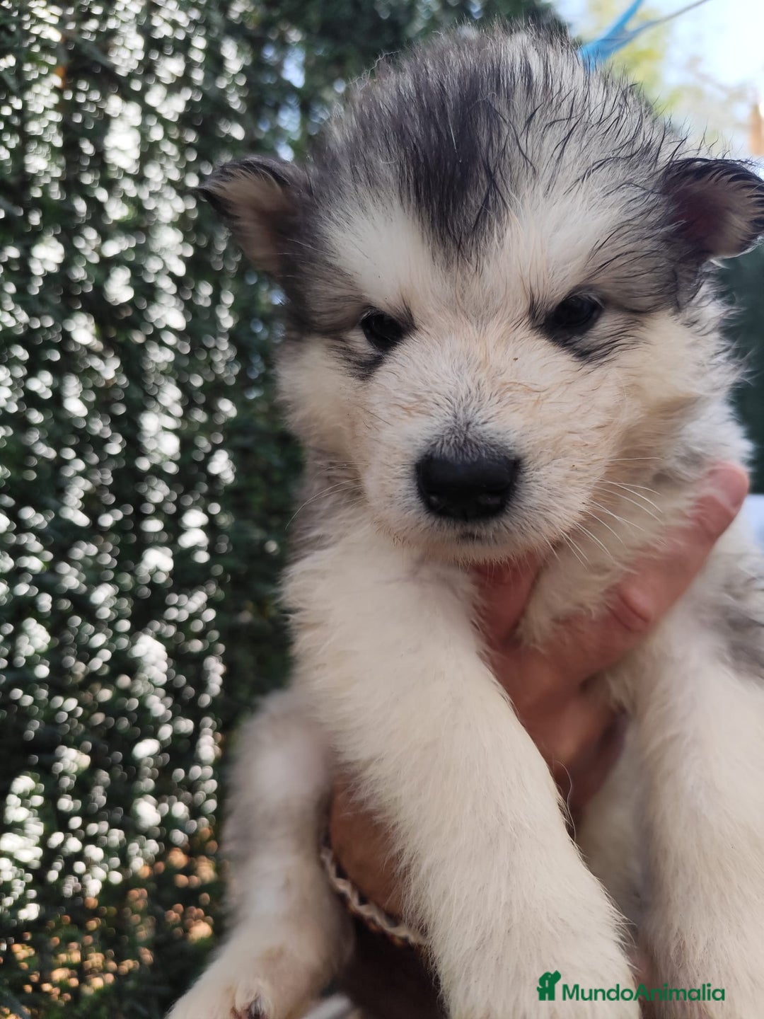 Alaskan Malamute perros en venta: Alaskan Malamute - Imagen 1