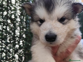 Alaskan Malamute perros - Anuncio 3