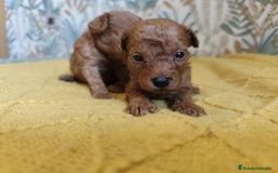 Caniche Toy perros en venta: Caniches  en Segovia - Imagen 8