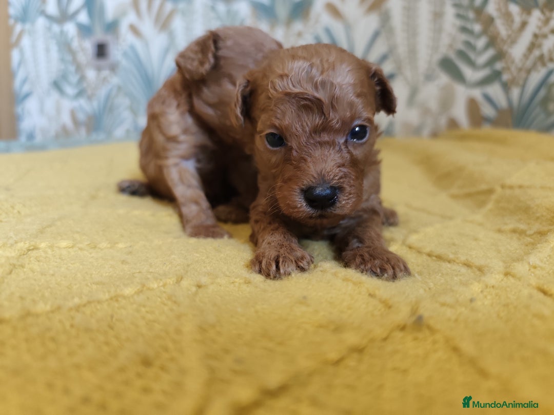 Caniche Toy perros en venta: Caniches  en Segovia - Imagen 8