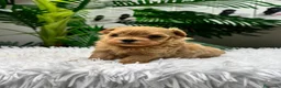 Maltipoo perros en venta: MALTIPOO COREANO 100% - Anuncio 5