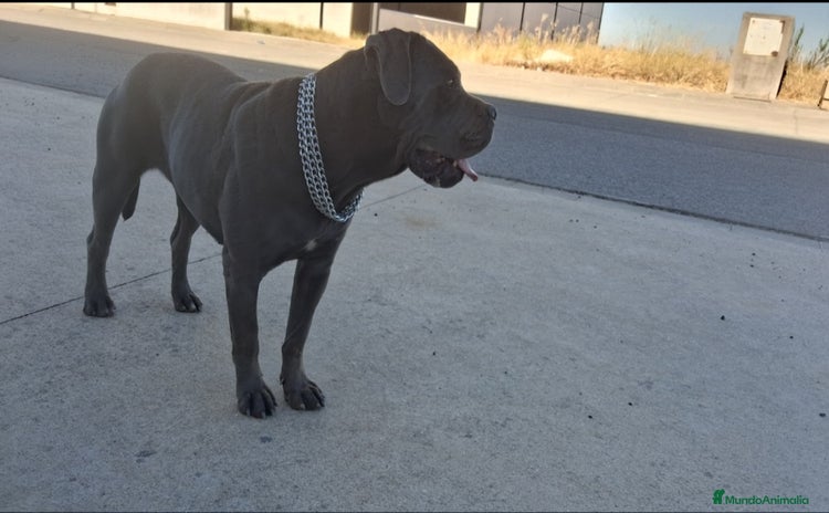 Cane Corso perros - Anuncio 2