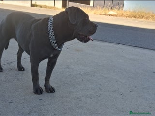 Cane Corso perros - Anuncio 1