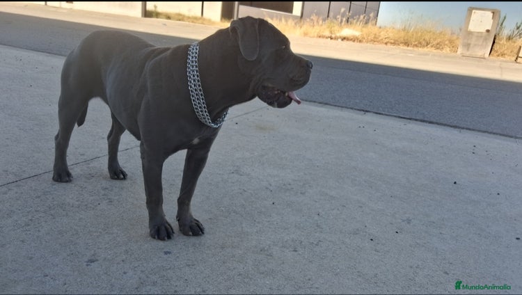 Cane Corso perros - Anuncio 1