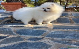 Pomerania perros en venta: Pomerania con vacunación completa !!! - Imagen 4