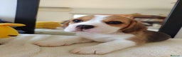 Beagle perros en venta: BEAGLE LIATOS PARA ENTREGAR /// en Badajoz - Anuncio 5