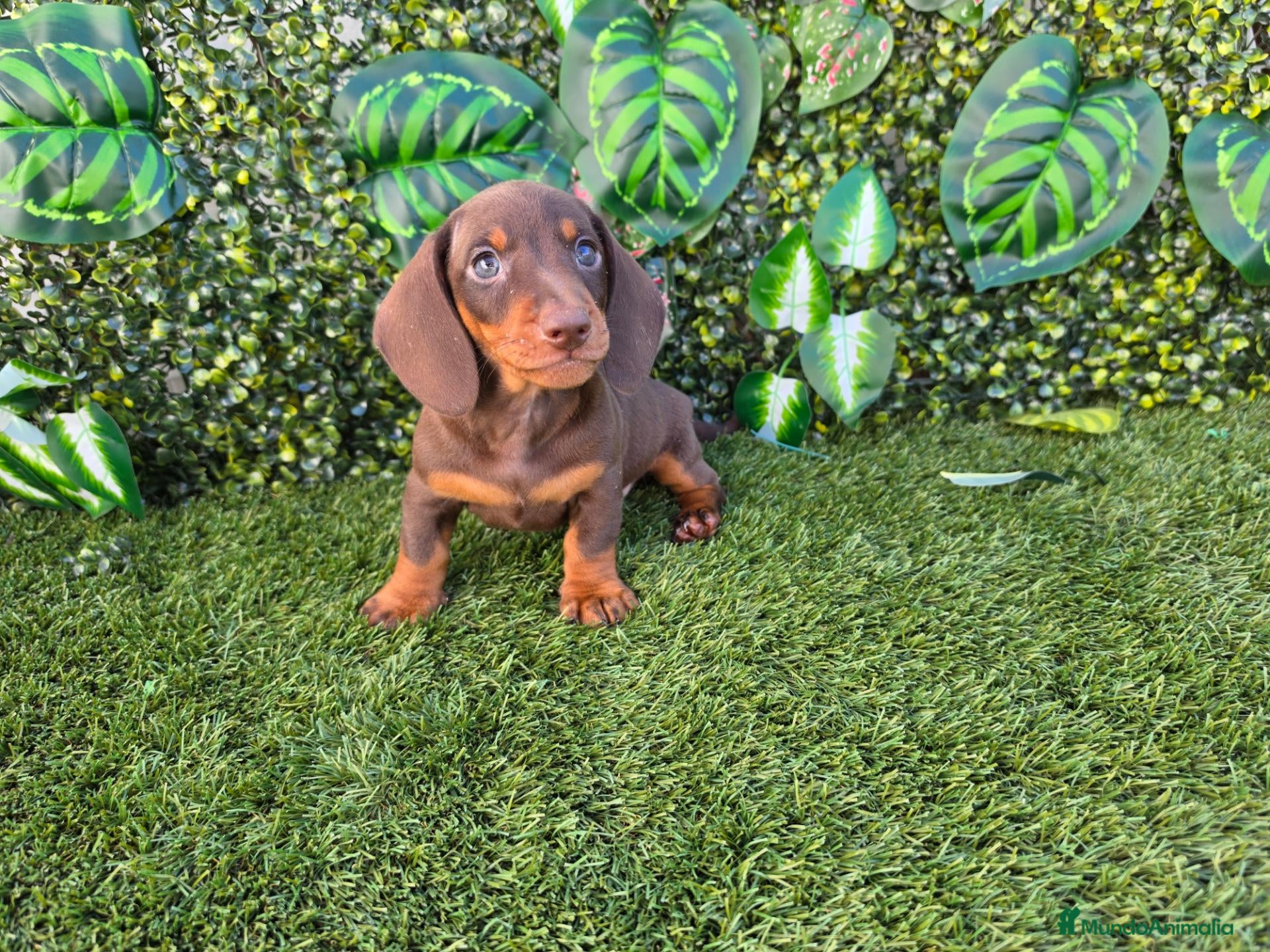 Teckel Miniatura perros TECKEL MINIATURA  - Anuncio 1