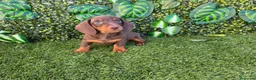 Teckel Miniatura perros en venta: TECKEL MINIATURA  - Anuncio 1