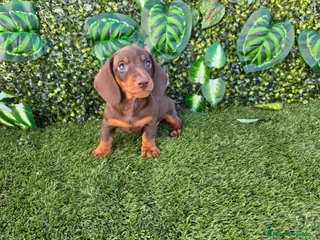 Teckel Miniatura perros TECKEL MINIATURA - Anuncio 1