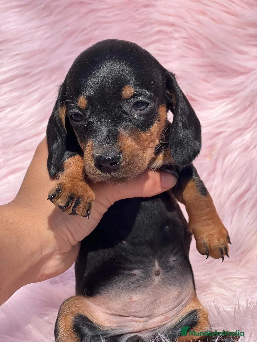 Teckel Miniatura perros en venta: Teckel miniatura  en Barcelona - Anuncio 7