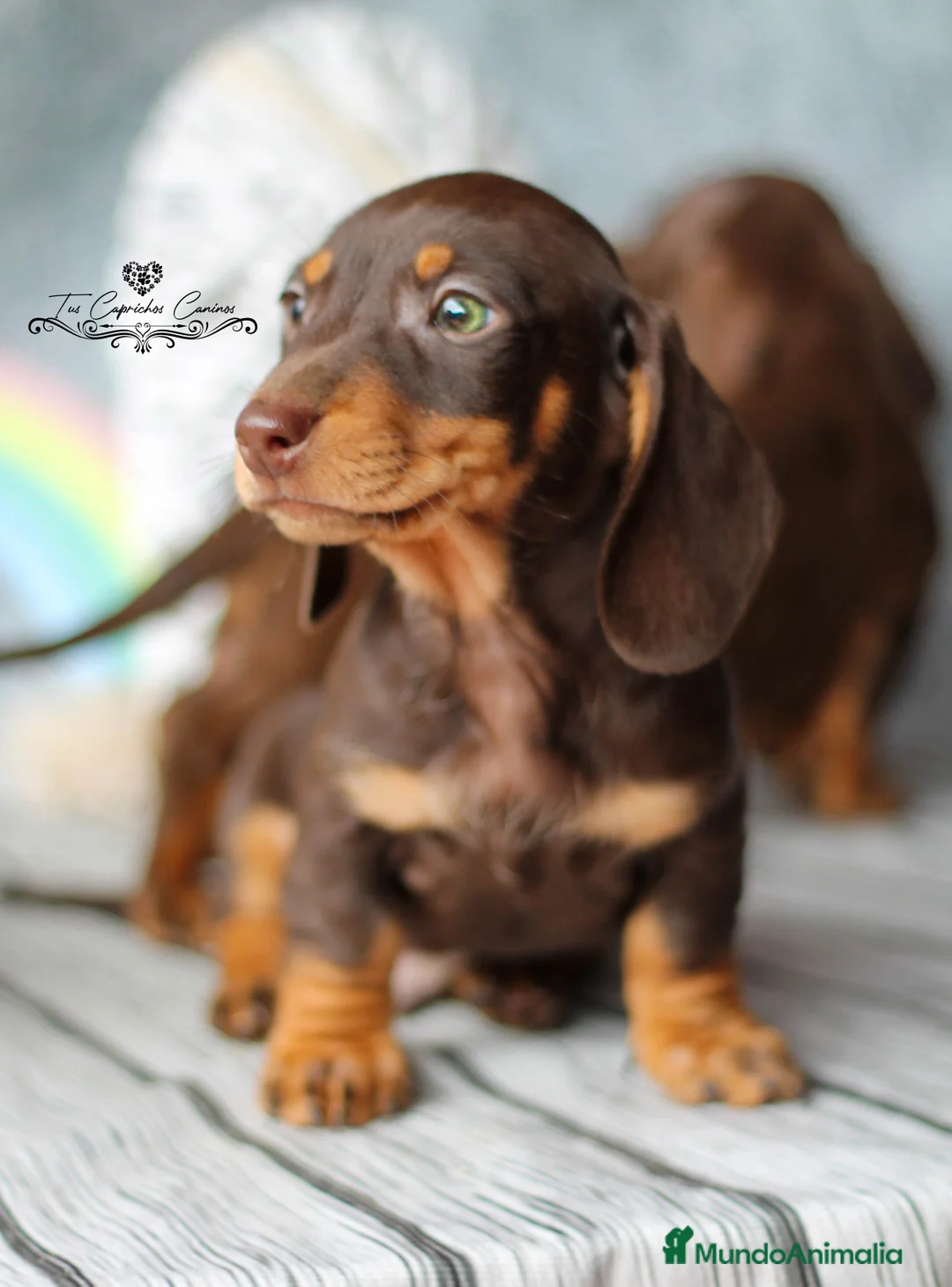 Teckel perros en venta: ✨🤎 PRECIOSOS TECKEL CHOCOLATE OJOS VERDES 🤎✨ en Cantabria - Anuncio 2