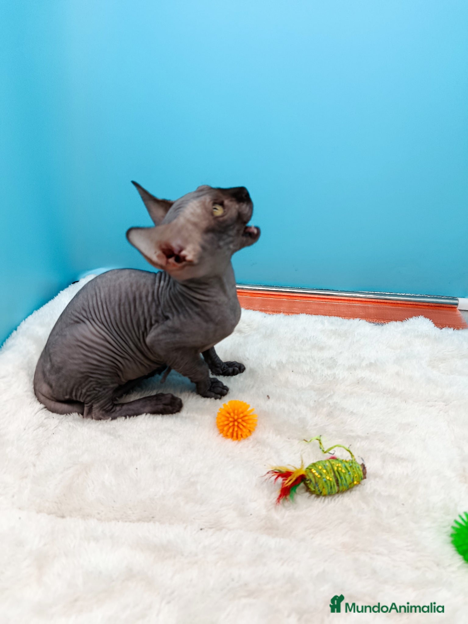 Sphynx gatos Parejita de Sphynx  - Anuncio 10