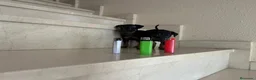 Pinscher Miniatura perros en venta: PINCHER MINIATURA - Anuncio 10