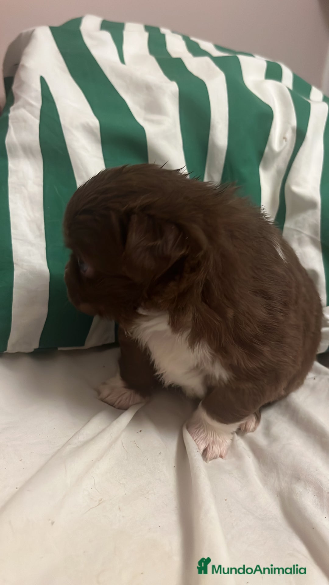 Chihuahua perros en venta: Chihuhua macho - Anuncio 4