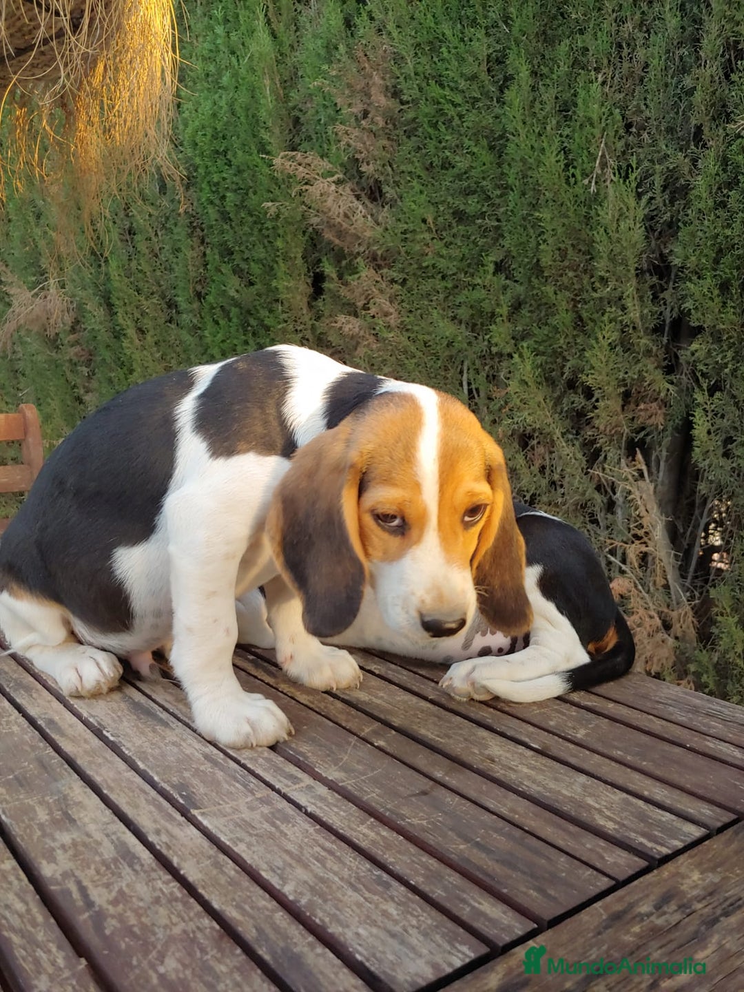 Beagle perros en venta: Disponibles cachorros Beagle  - Imagen 3