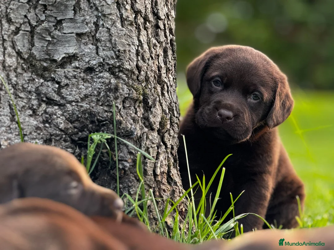 Labrador Retriever perros en venta: Cachorros de labrador Retriever pedigree - Anuncio 3
