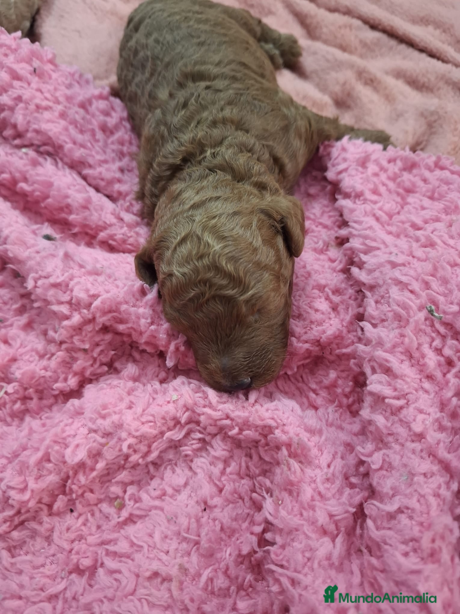 Raza Mixta perros Caniches - Anuncio 2