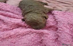 Raza Mixta perros en venta: Caniches - Imagen 2