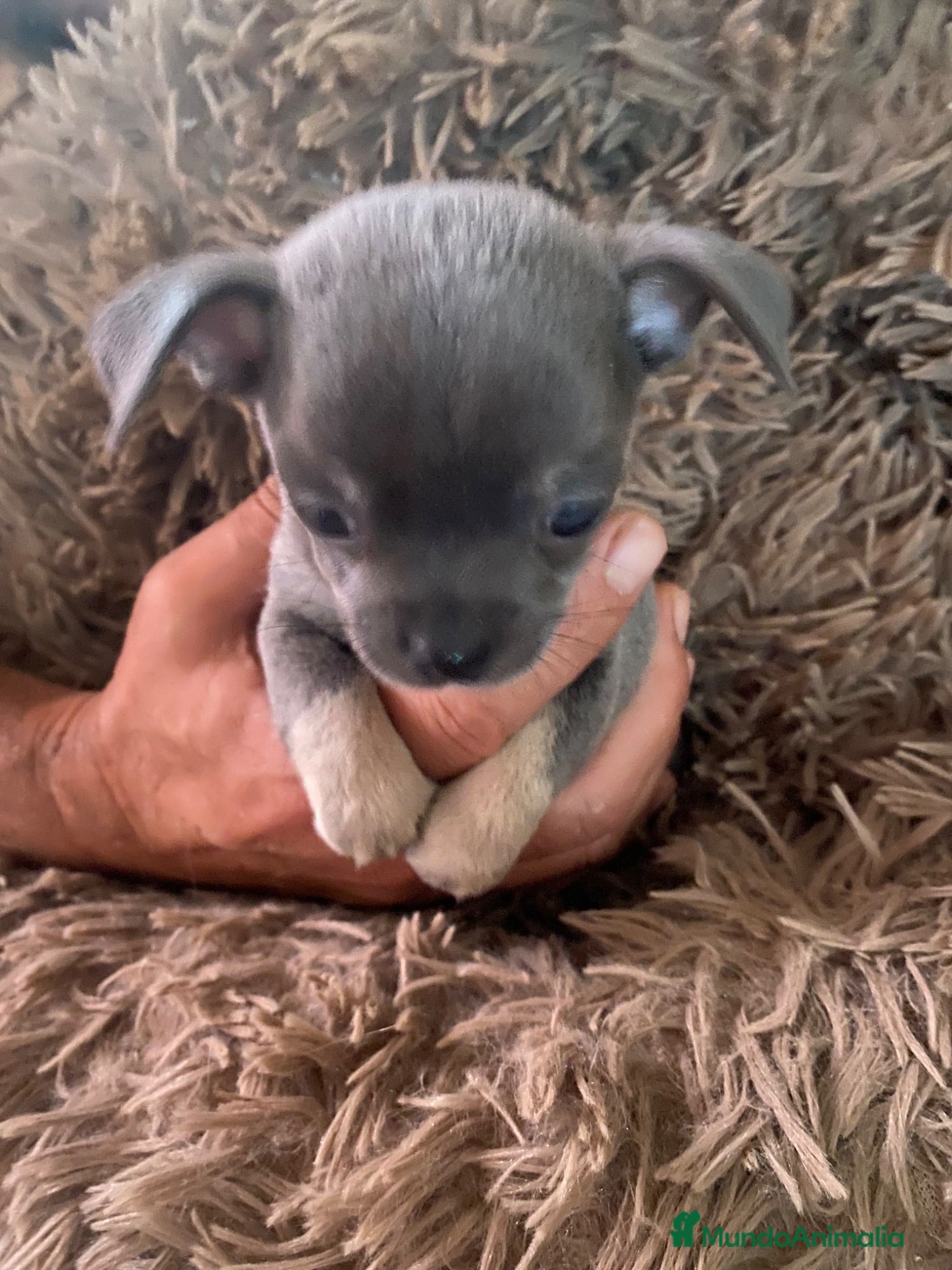 Chihuahua perros Chihuhua machito exotico lilak - Anuncio 1