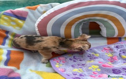 Chihuahua perros en venta: Chihuahua Machito merle toy - Imagen 10