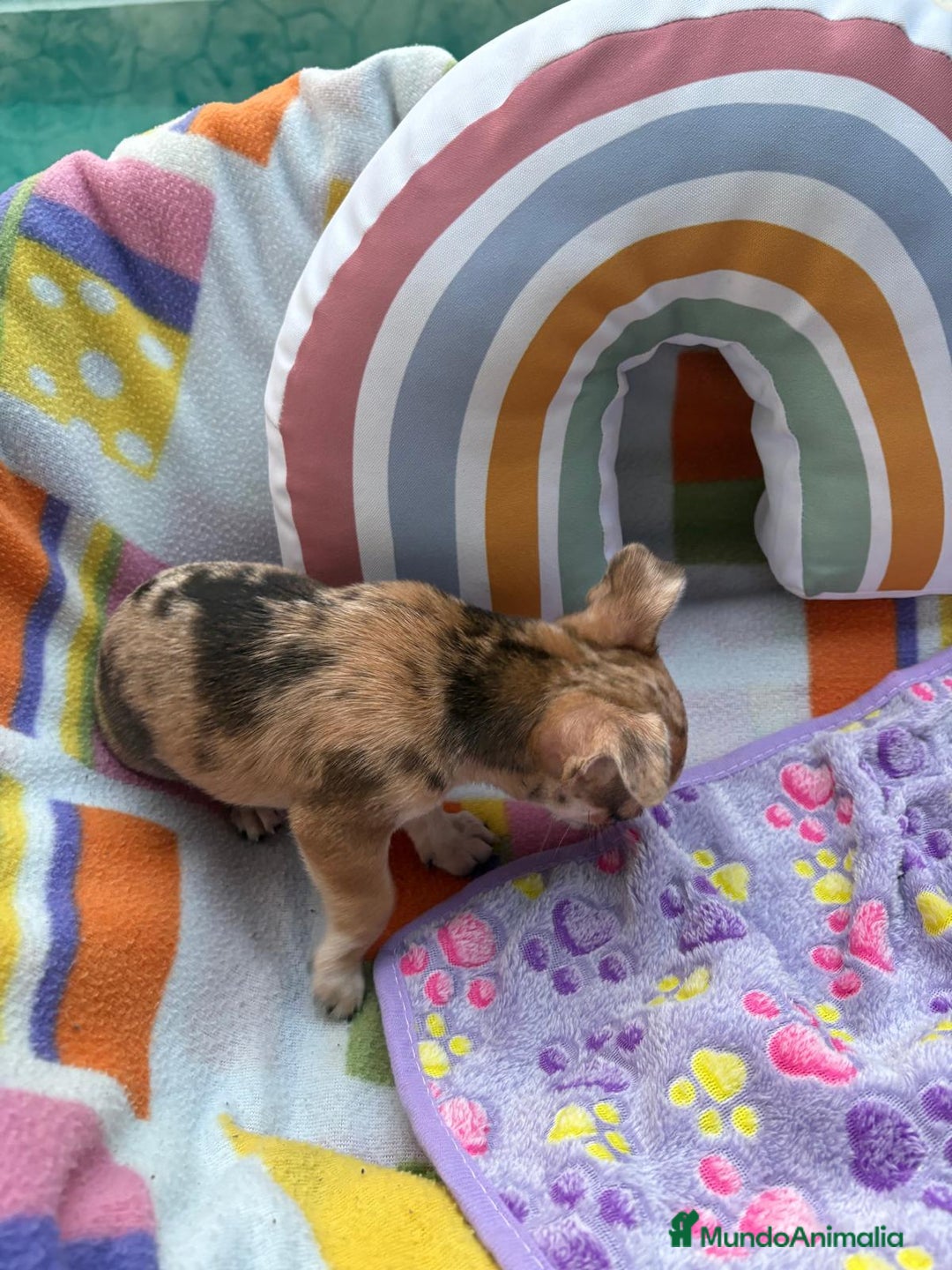 Chihuahua perros en venta: Chihuahua Machito merle toy - Imagen 10