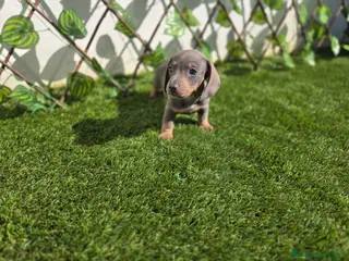 Teckel Miniatura perros TECKEL MINIATURA - Anuncio 1