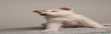 Husky Siberiano 5