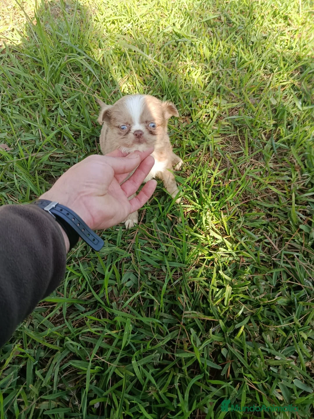 Chihuahua perros en venta: Chihuhua pelo largo - Anuncio 1