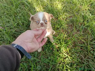 Chihuahua perros Chihuhua pelo largo - Anuncio 1