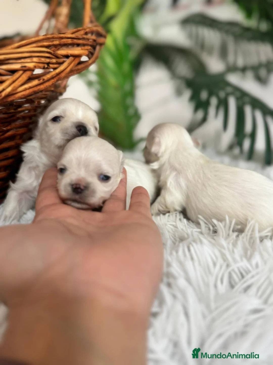 Bichón Maltés perros en venta: BICHON MALTES 100X100 COREANO - Anuncio 12