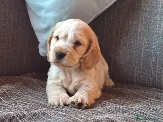 Cocker Spaniel Inglés perros Preciosos Cachorritos de Cocker Inglés 🐶🐾 - Anuncio 1