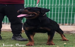 Rottweiler perros en venta: ROTTWEILER DISPONIBLE - Imagen 4