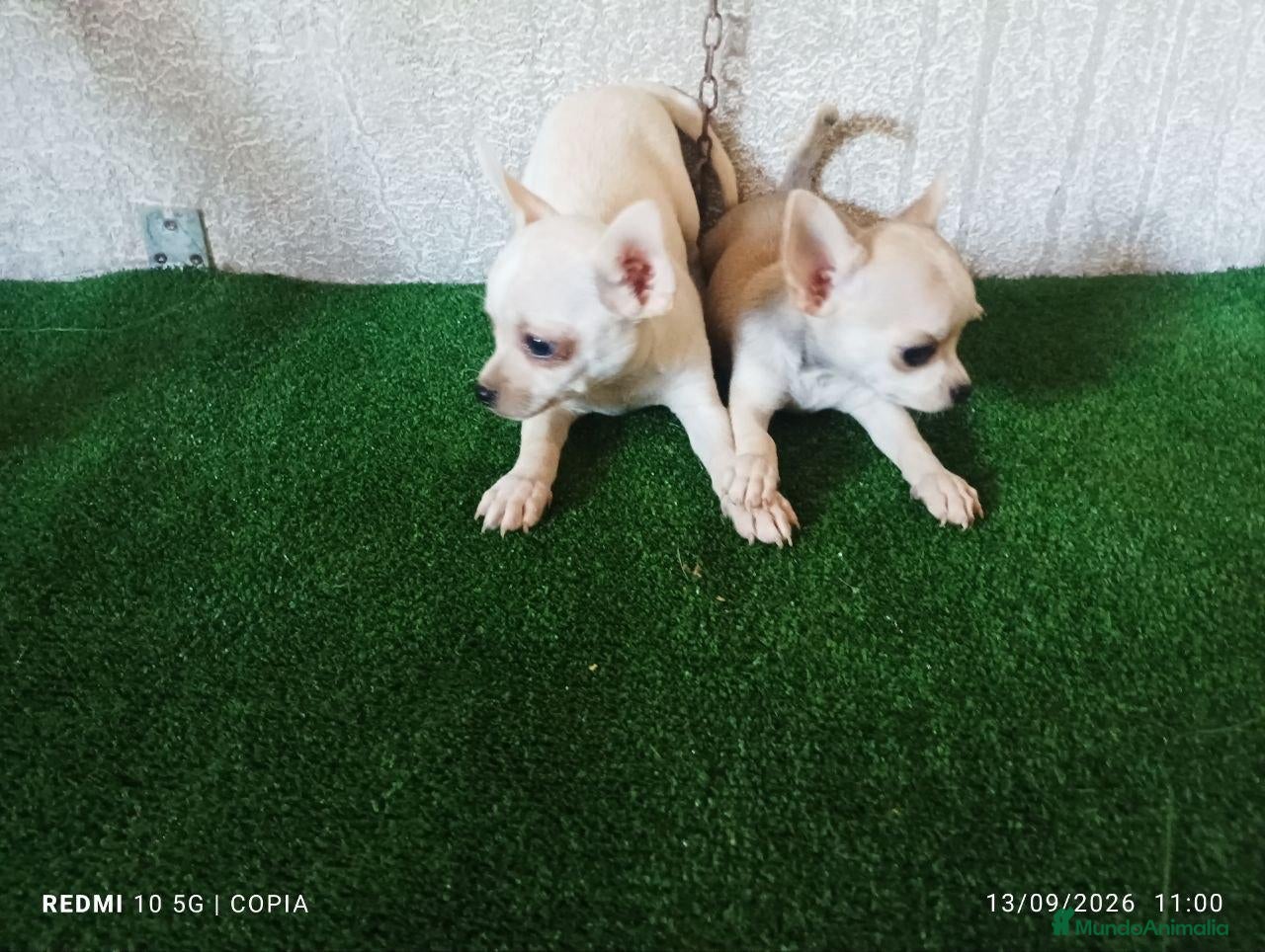 Chihuahua perros cachorritos de chihuahua - Anuncio 2