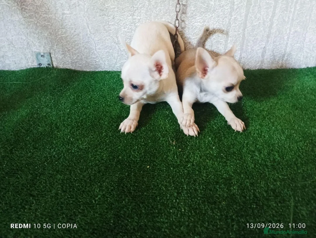 Chihuahua perros en venta: cachorritos de chihuahua - Anuncio 2