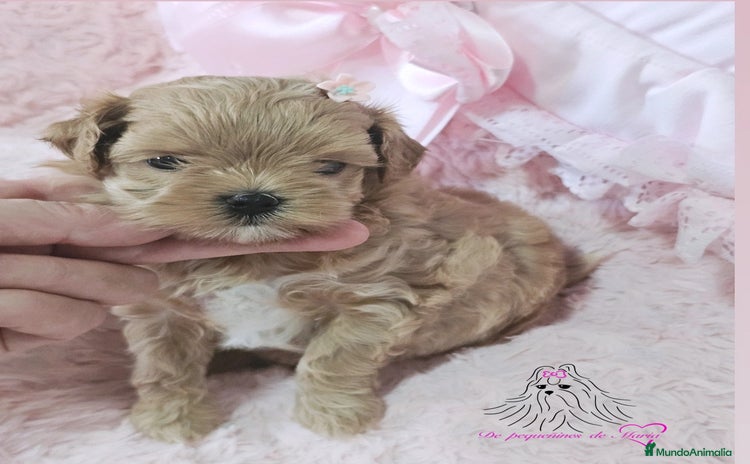 Maltipoo perros - Anuncio 1