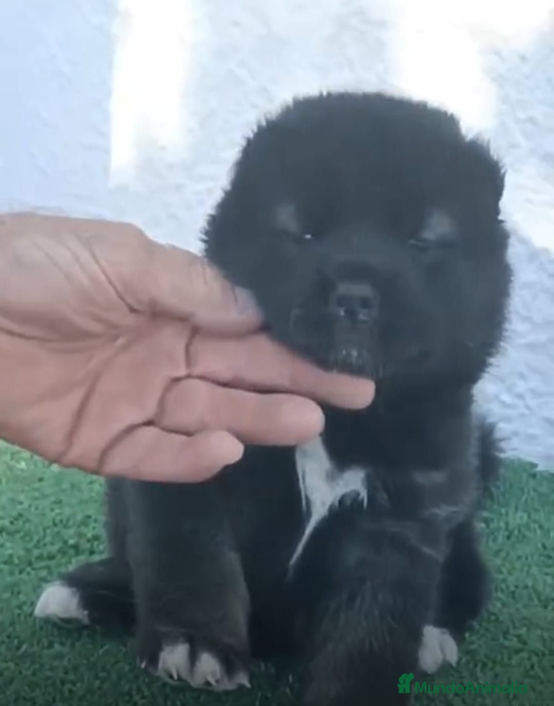 Akita Americano perros Akita Americano  - Anuncio 1