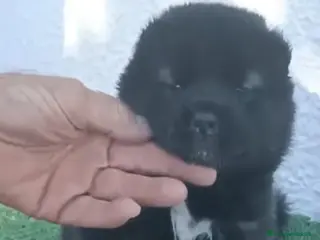 Akita Americano perros Akita Americano - Anuncio 1