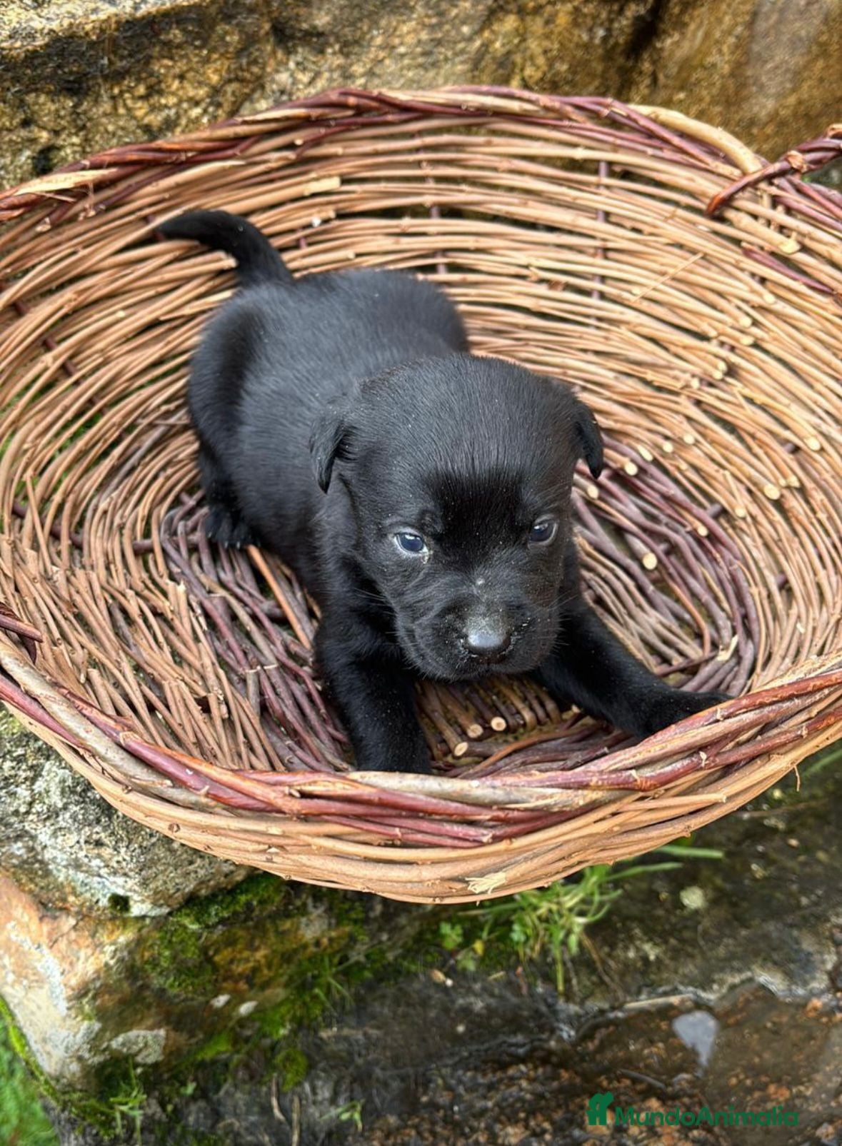 Labrador Retriever perros Labrador retriever  - Anuncio 4