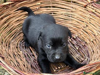 Labrador Retriever perros Labrador retriever - Anuncio 19