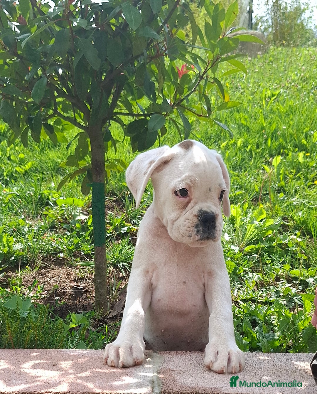 Boxer perros en venta: BOXER BLANCO - Imagen 2