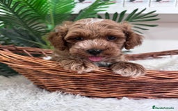 Caniche Toy perros en venta: CANICHE TOY MACHO - Imagen 14