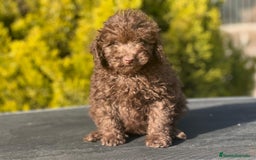 Caniche Toy perros en venta: Caniche toy chocolate  en Barcelona - Imagen 1