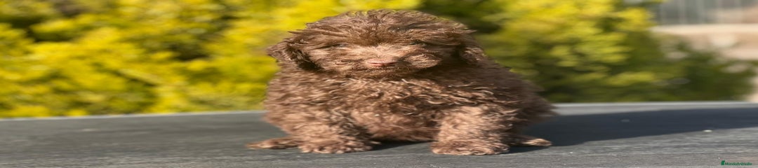 Caniche Toy Cachorro 1