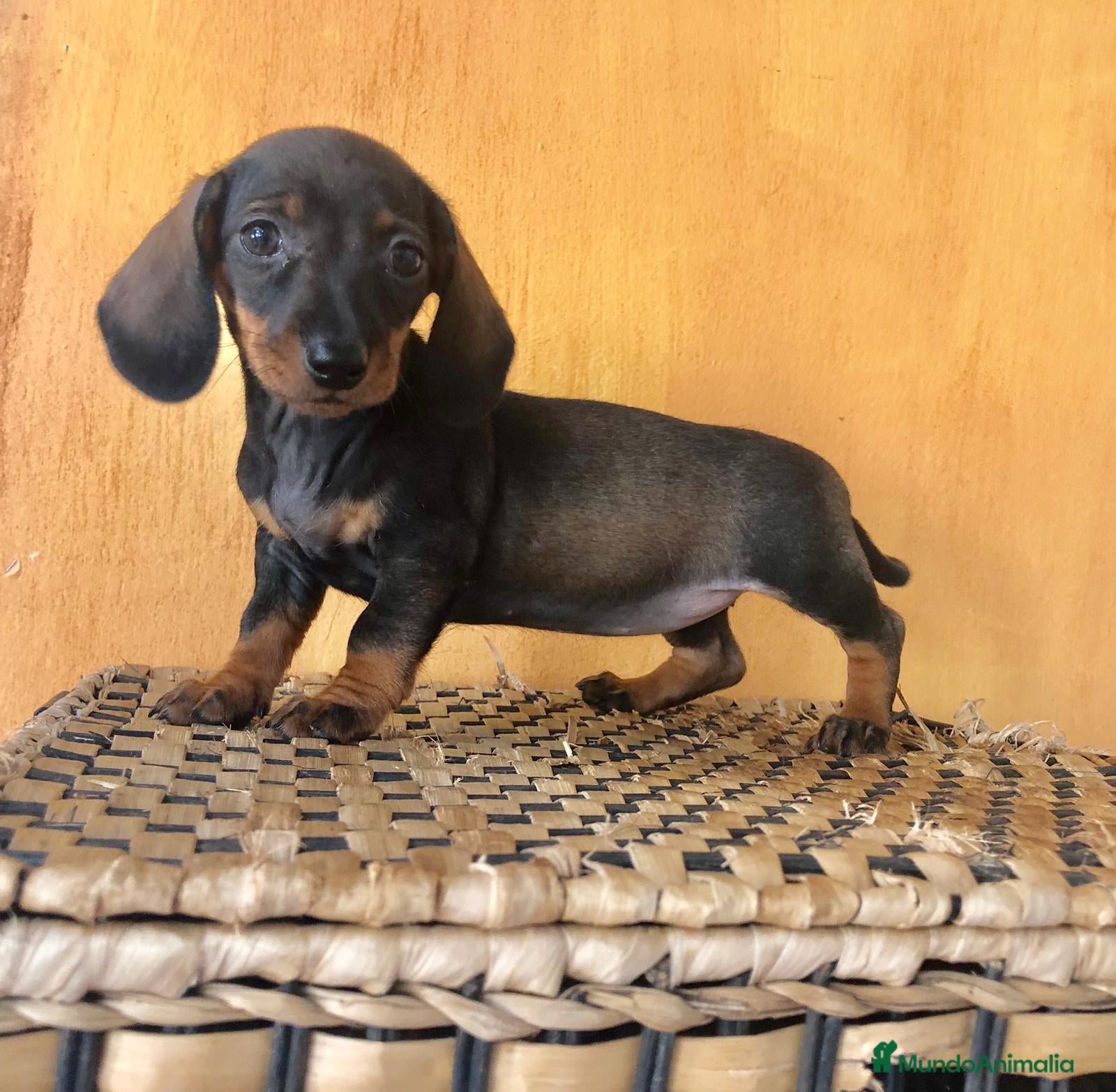 Teckel Miniatura perros Teckel miniatura  - Anuncio 1